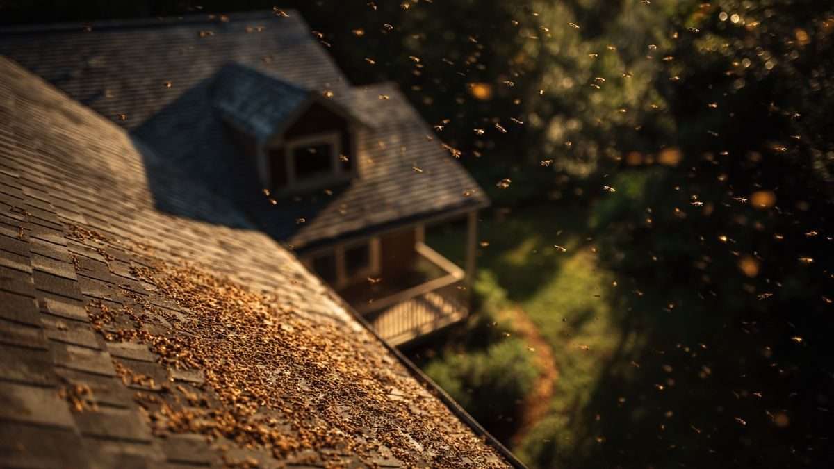 Nid de guêpe sous tuile : les erreurs à ne pas faire