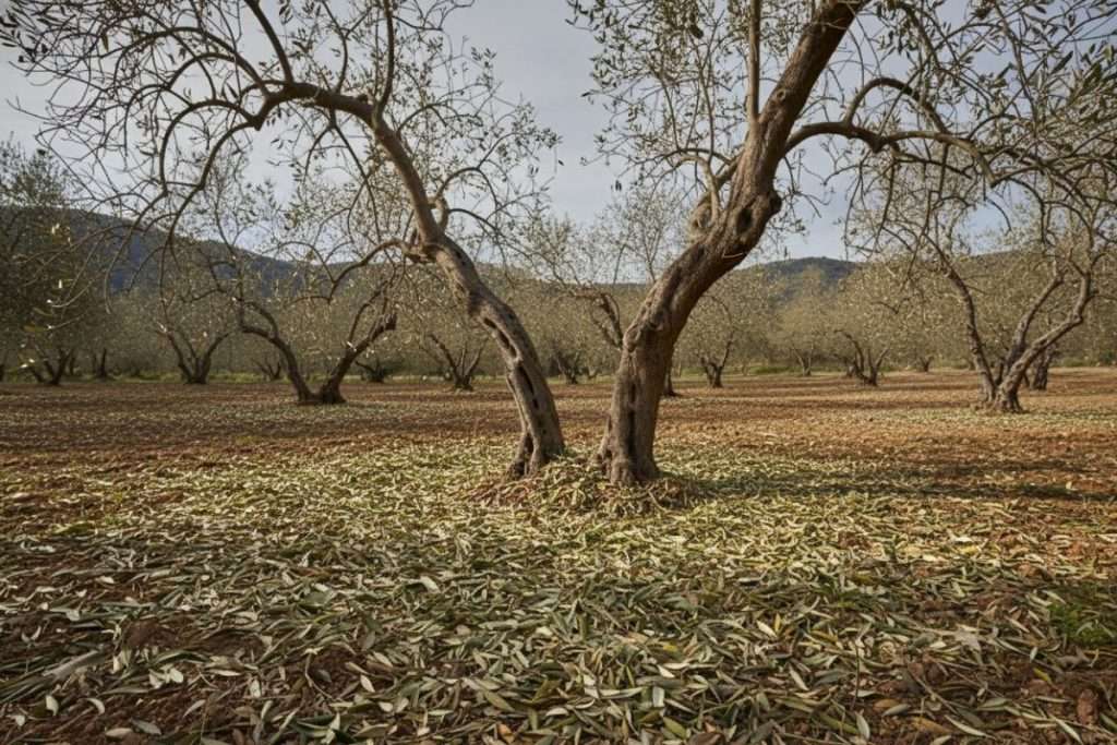 Comprendre pourquoi votre olivier perd ses feuilles