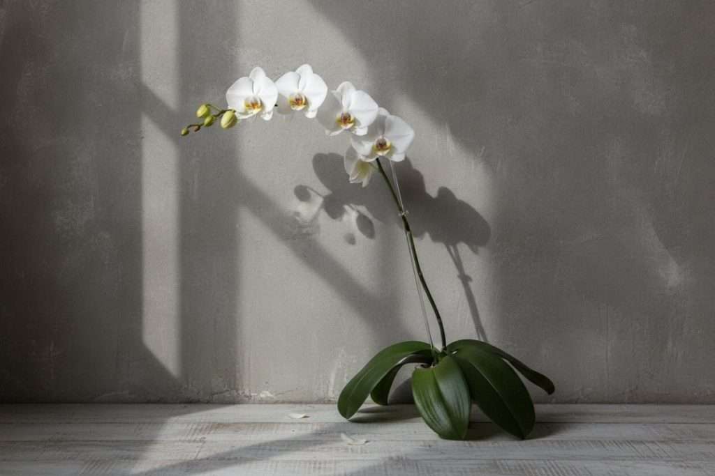 Composition orchidées : l’art de créer un ensemble floral