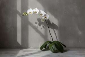 Composition orchidées : l’art de créer un ensemble floral