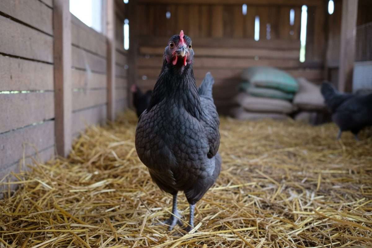 Poule Bleue de France : portrait, ponte et élevage